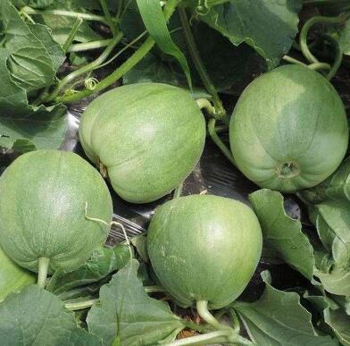 �ٹ����������Ӫ���ೣ�����߲����磬�Ϲ��磬Ҷ�����߲��硣�紺��Խ�ġ����ӡ�Խ����ֲ���߲�����������磬�������硢�ƹ��硢�����硢���������ҳ�����Ҫ����Ʒ�࣬�����硢�˻��硢���������Ҷ�������Ӽ��������磬�����硢����綼���紺Խ�Ĵ���Ʒ�ࡣ